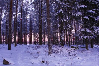 Snow covered trees in forest