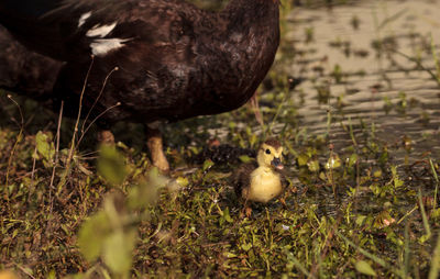 Close-up of a bird in field