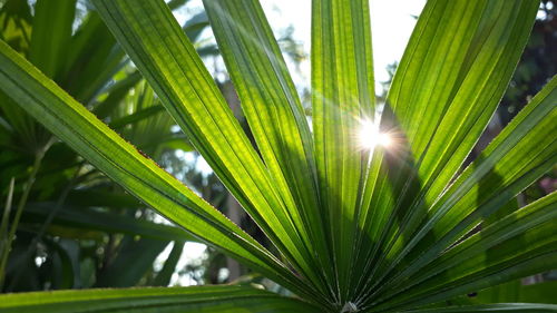 Close-up of palm tree