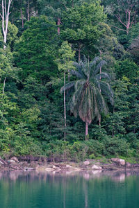 Kenyir lake lake with beautiful rainforest tropical jungle. scenic landscape view.