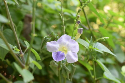 Close-up of purple flowering plant