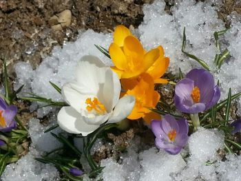 Close-up of white flowers blooming outdoors