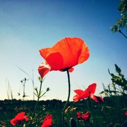 Close-up of red poppy flower