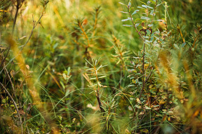 Close-up of plants growing on field