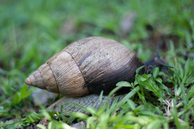 Close-up of snail on leaf