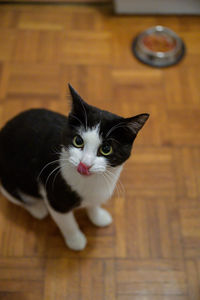 Portrait of cat on hardwood floor