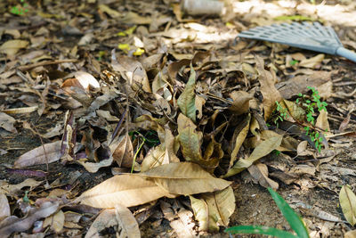 High angle view of dry leaves on field