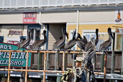 Pelicans perching on a railing