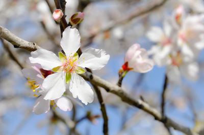 Close-up of white almond blossoms in spring