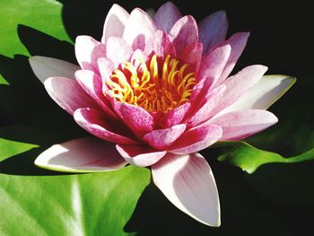 Close-up of lotus water lily in pond