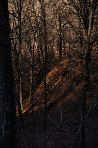 Trees in forest