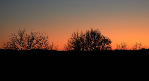 Silhouette bare tree against orange sky