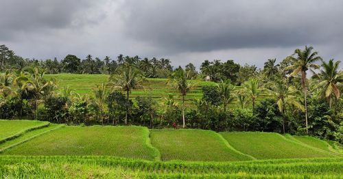 Scenic view of agricultural field against sky