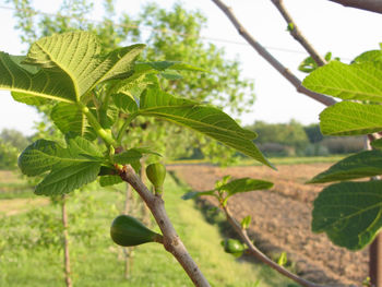 Green figs ripening on a fig tree branch with green leaves. tuscany, italy