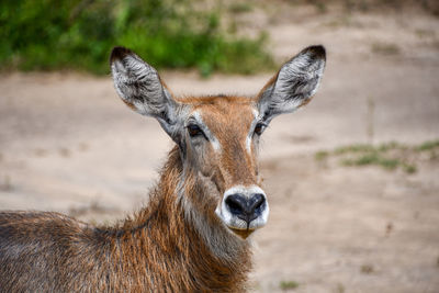 Portrait of deer