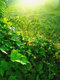 Close-up of fresh green plant