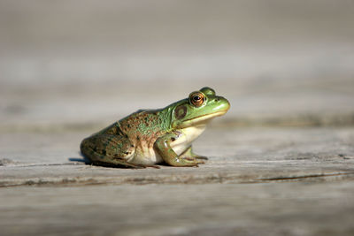 Close-up of lizard