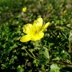 Close-up of yellow flower