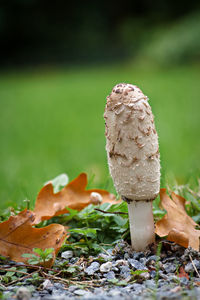 Close-up of mushroom growing on field