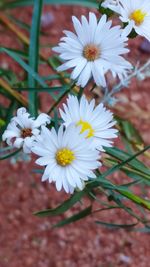 Close-up of white flowers blooming outdoors