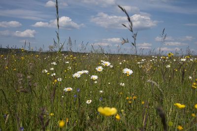 View of flowering plants on field against cloudy sky