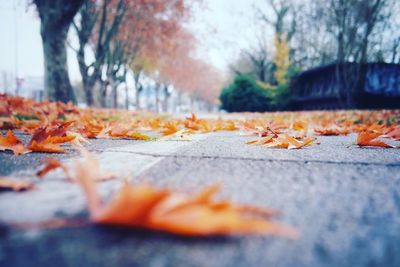 Autumn leaves fallen on road