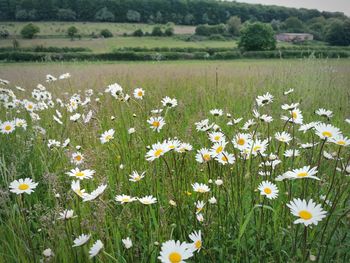 View of flowering plants growing on field