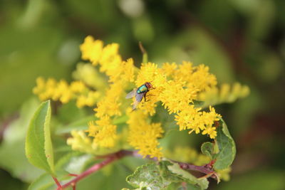 Close-up of bee on yellow flower