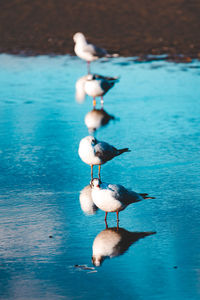 High angle view of bird in lake