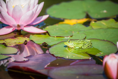 A beautiful common green water frog enjoying sunbathing in a natural habitat at the forest pond. 