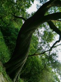 Low angle view of trees in forest