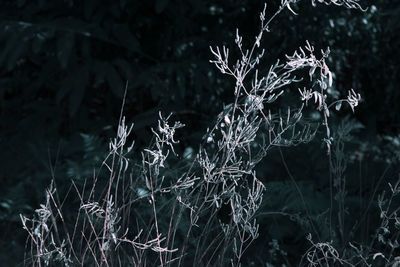 Close-up of frozen plant during winter