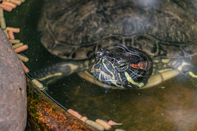 Close-up of turtle