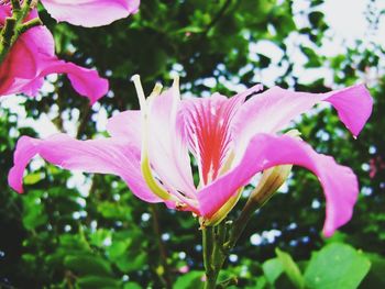 Close-up of pink flower