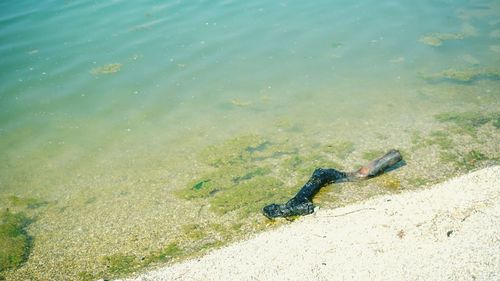 High angle view of lizard on beach