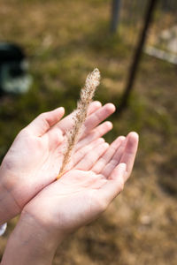 Close-up of hand holding plant