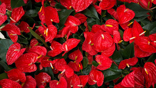 Full frame shot of red flowering plants