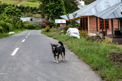 Dog on road by street