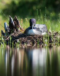 View of birds in lake