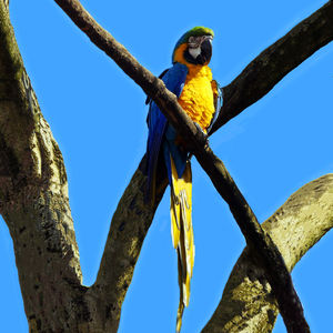 Low angle view of bird perching on branch against sky