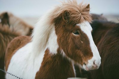 Close-up portrait of horse against sky