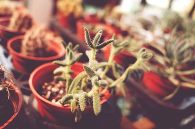 Close-up of potted plant
