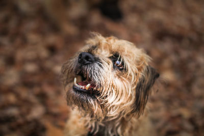 Close-up of dog