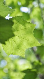 Close-up of maple leaf