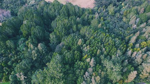 High angle view of trees