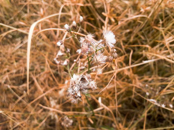 Close-up of honey bee on flower in field