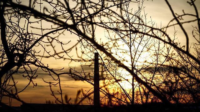 sunset, silhouette, orange color, tranquility, beauty in nature, scenics, bare tree, sun, tranquil scene, sky, branch, nature, idyllic, tree, outdoors, no people, back lit, outline, sunlight, growth