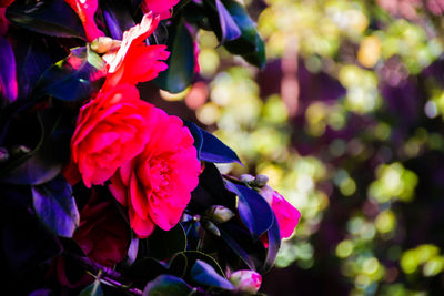 Close-up of flowers