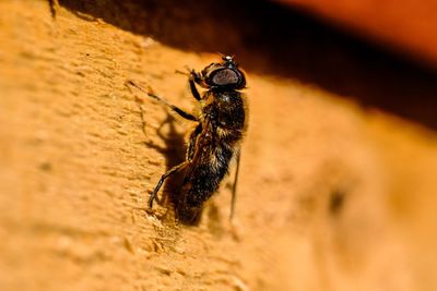 Close-up of bee on rock