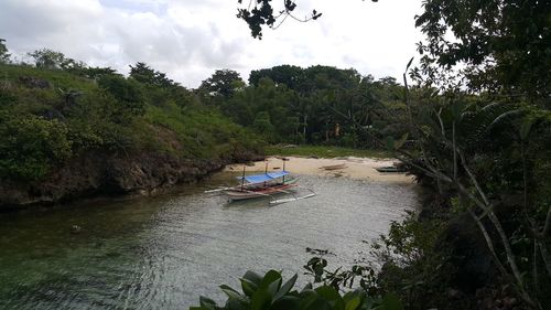 Scenic view of river amidst trees in forest